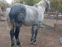Hengst, Percheron — Foto 3