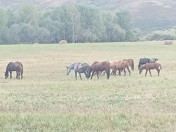 Stute, Horse breed — Kasachstan