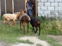 Qoʻchqor, Hissar sheep — 7-rasm