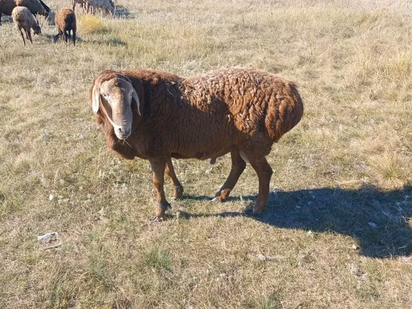 نعجة, Hissar sheep — كازاخستان