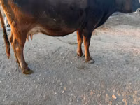 بقرة, Simmental cattle — الصورة 3