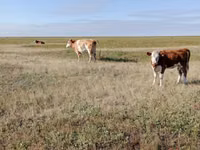 Сиыр, Simmental cattle — 5-сурет