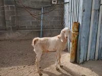 Ziege, Kamori goats — Foto 4