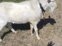 Ziegenbock, Saanen goat — Foto 1