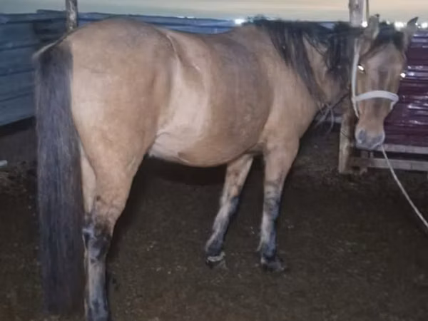 Stute, Kazakh horse