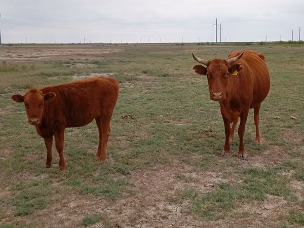 गाय, Latvian Blue cattle — कज़ाखस्तान