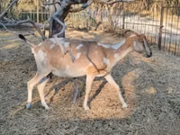 Echki, Nubian Goat — 4-rasm