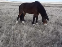 حصان, Kazakh horse — الصورة 2