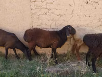 Carnero, Ovejas — foto 4