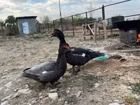 مسكوفي منزلي — الصورة 2