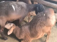 मेढ़ा, Arashan sheep — फ़ोटो 4