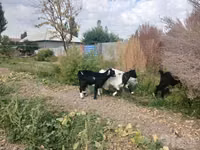 Cabro, Cabras — foto 3