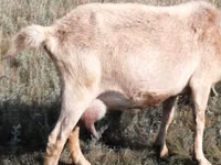 母山羊, Alpine goat — 照片 3