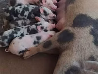 Schweine (Partie, Geschlecht nicht angegeben) — Foto 4