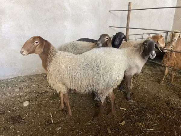 Schaf, Schafe