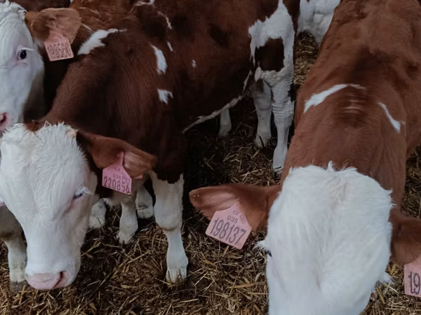 Rinder (Partie, Geschlecht nicht angegeben), Simmental cattle