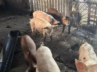 Schweine (Partie, Geschlecht nicht angegeben), Schweine — Foto 1