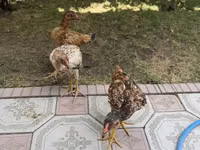 Chickens — Foto 2