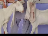 Ziege, Gulabi goats — Foto 2