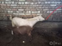 Cabro, Cabras — foto 2