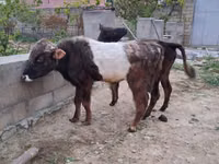 公牛, Cattle — 照片 2