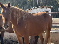घोड़ी, Arabian horse — फ़ोटो 8