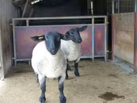 Qoʻy, White Suffolk sheep — 1-rasm
