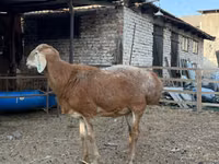 Widder, Baerchuke sheep — Foto 7