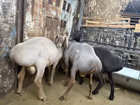 Qoʻchqor, Arashan sheep — 2-rasm
