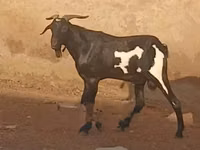 山羊（批次，未指定性别）, Goats — 照片 2