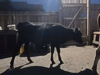 Rinder (Partie, Geschlecht nicht angegeben), Simmental cattle — Foto 3