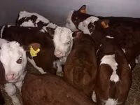 ІҚМ (топ, жынысы көрсетілмеген), Ірі қара — 5-сурет