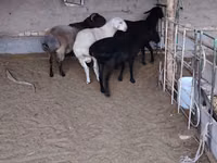 मेढ़ा, भेड़ — फ़ोटो 2