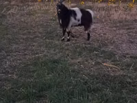 बकरा, बकरियाँ — फ़ोटो 3