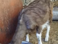 Cabro, Toggenburg goat — foto 4