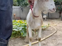 عنزة, Saanen goat — الصورة 3