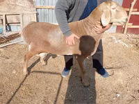 كبش, الأغنام — الصورة 4