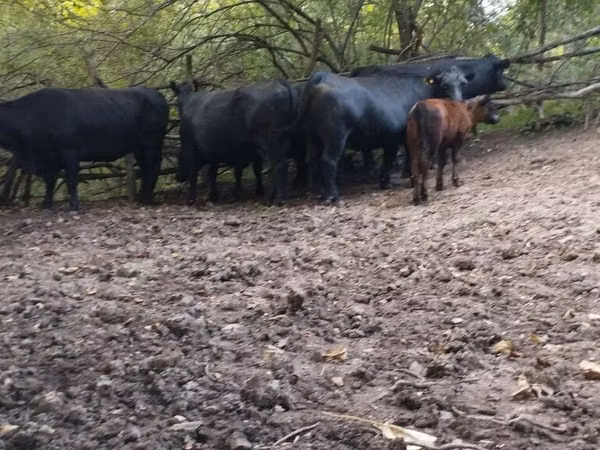 母牛, Aberdeen-Angus — 吉尔吉斯斯坦