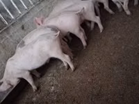 Schweine (Partie, Geschlecht nicht angegeben) — Foto 4