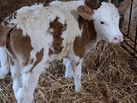 सांड, Simmental cattle — फ़ोटो 4