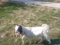 عنزة, Nubian Goat — الصورة 3