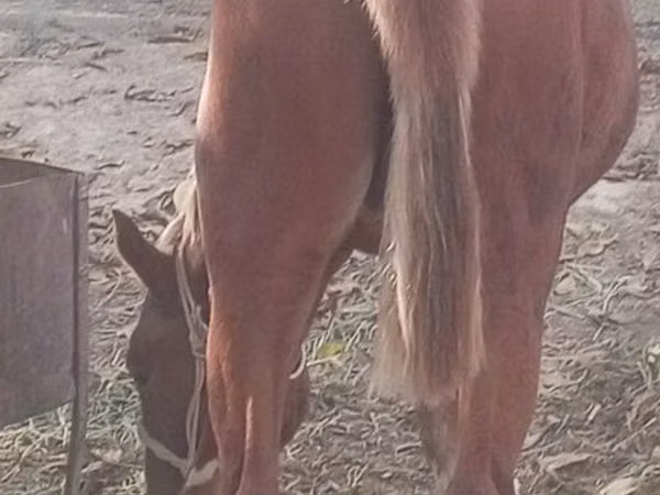 خيول (دفعة، الجنس غير محدد), الخيول