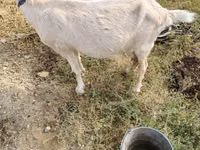 Ziege, Saanen goat — Foto 3