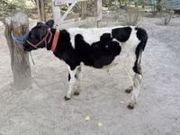 Bulle, Russian Black pied cattle — Foto 2