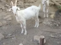 عنزة, الماعز — الصورة 1