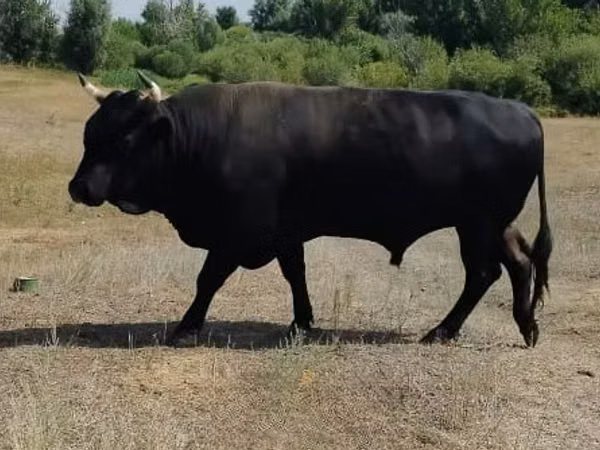सांड, एबरडीन - एंगस