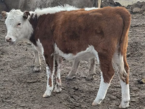 Vaca, Vaca kazaja de cabeza blanca