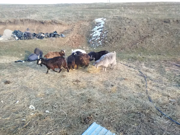 Ziege, Ziegen — Kasachstan