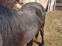 حصان, Horse breed — الصورة 4
