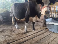 गाय, Russian Black pied cattle — फ़ोटो 1